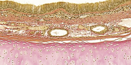 Obraz mikroskopowy tchawicy ssaków