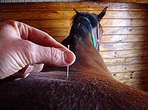 Leczenie i rehabilitacja koni