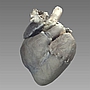 Serce świni - obraz 3D.
