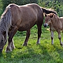 Ultrasound method for detection and monitoring of a pregnancy in a mare Ultrasound method for detection and monitoring of a pregnancy in a mare