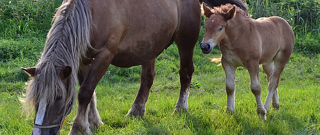MONITORING OF A PREGNANCY IN A MARE