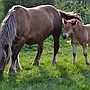 MONITORING OF A PREGNANCY IN A MARE
